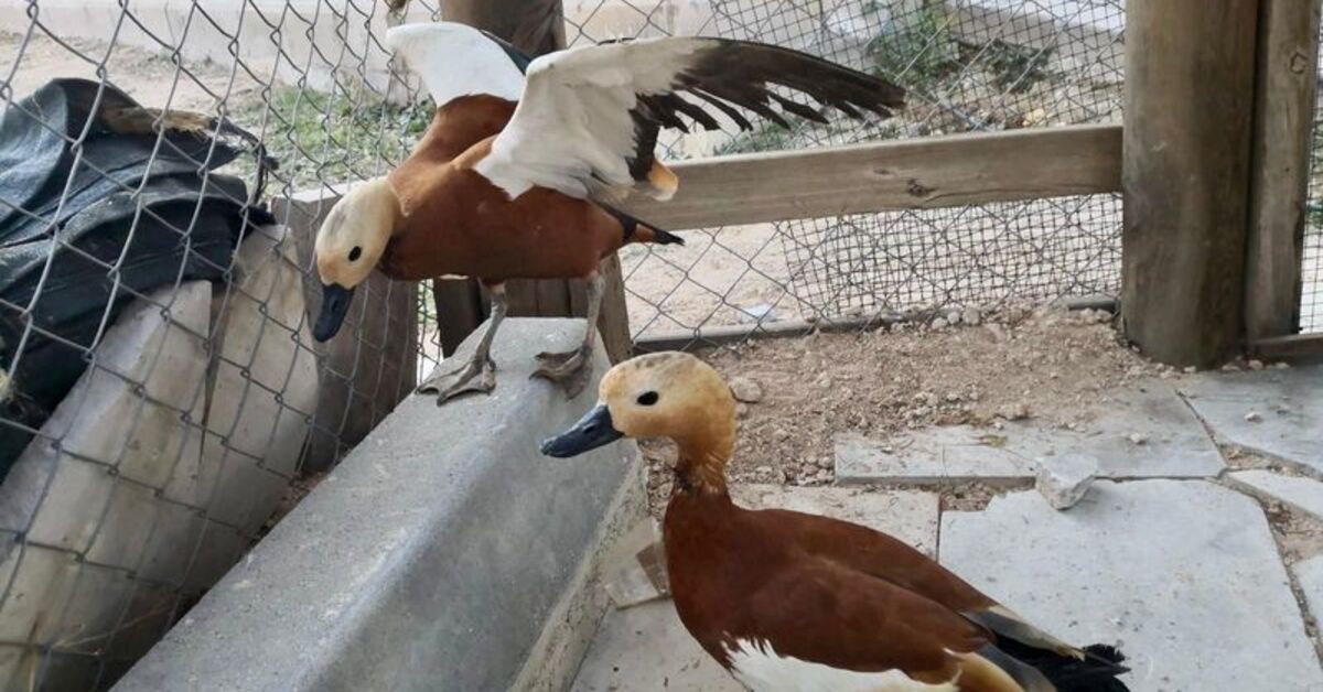 Kırşehir’de bir evde beslenen 5 “angut” kuşuna el konuldu