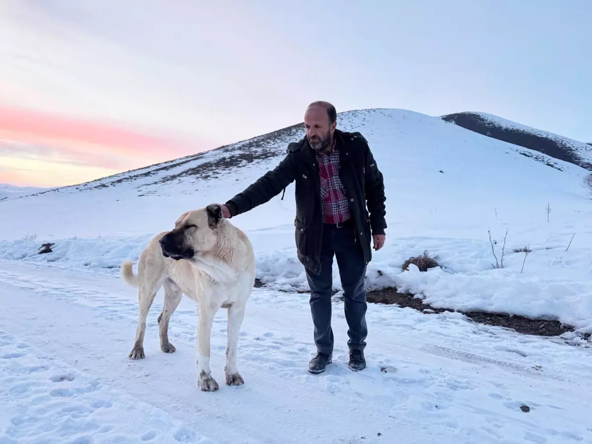 Çoban Köpeği Kral, Kurtların Saldırısına Uğrayan Çobana Yardım Etti