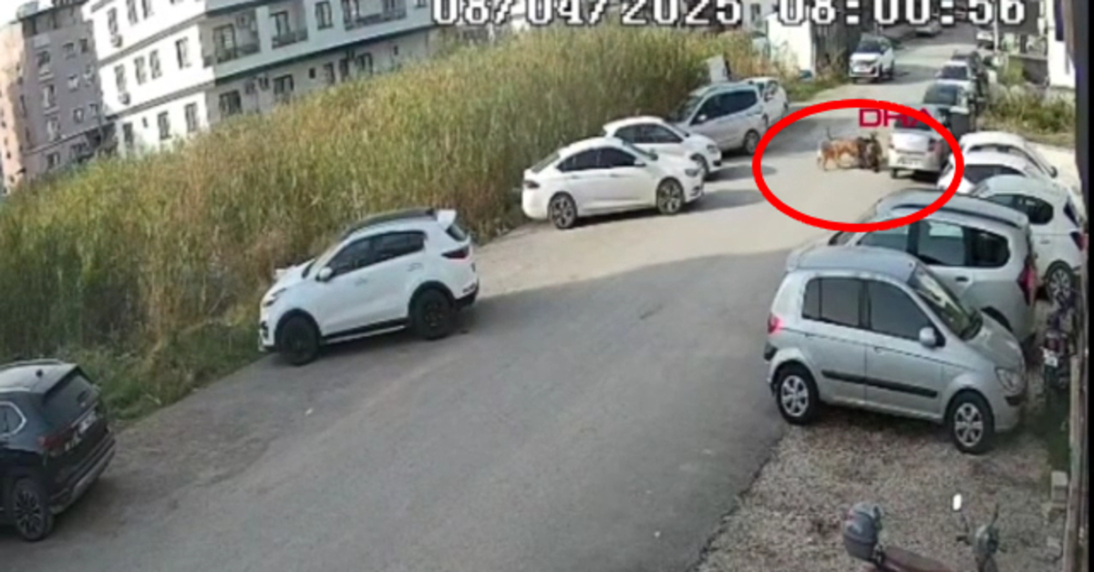 Hatay’da başıboş köpekler kadına saldırdı